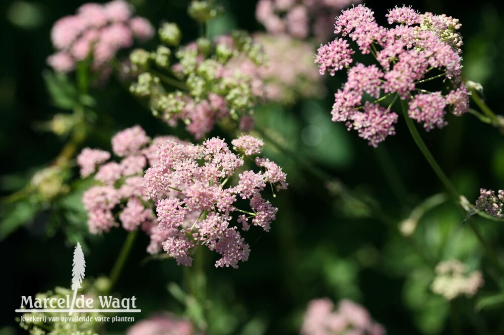 Pimpinella major Rosea