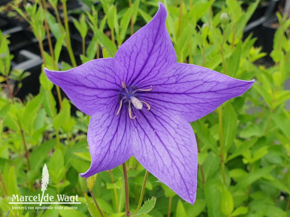 Platycodon grandiflorus Mariesii