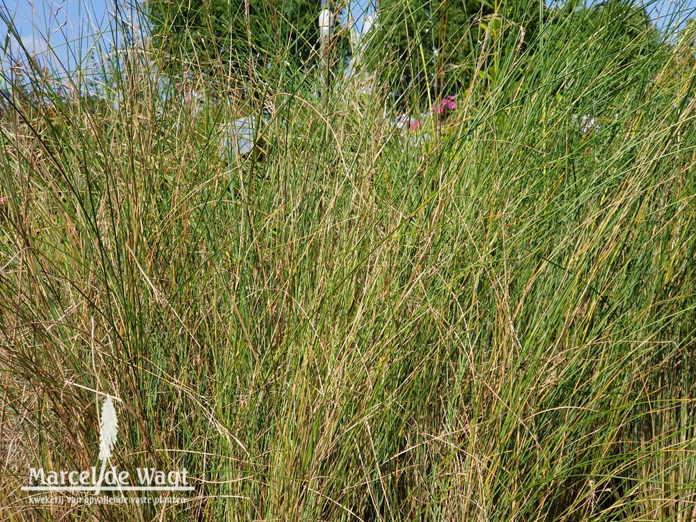 Poa labillardieri