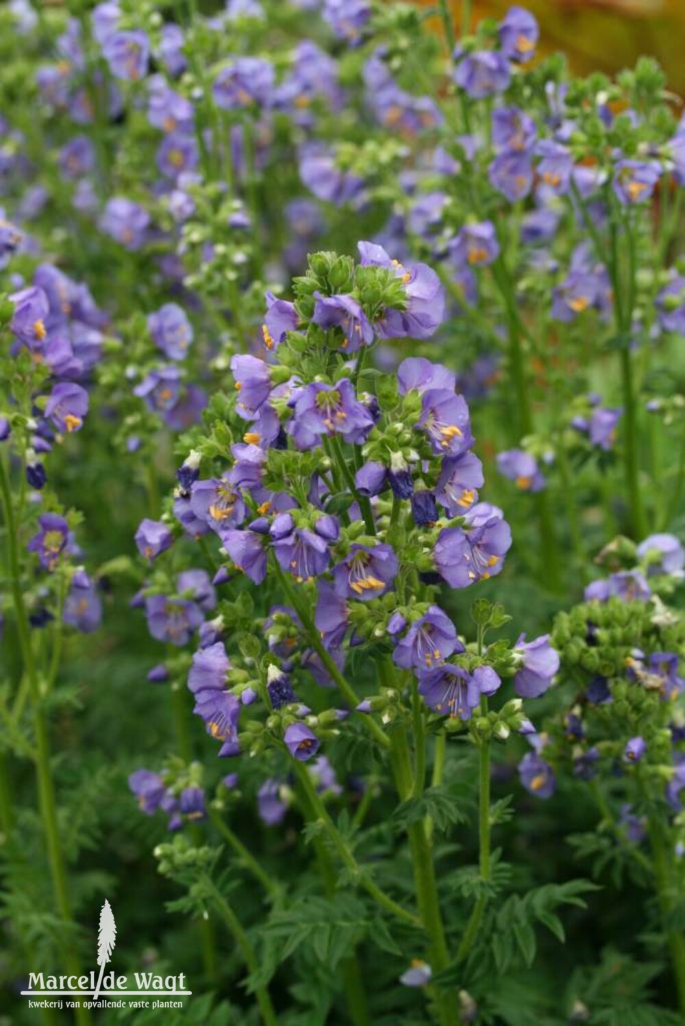 Polemonium boreale Heavenly Habit