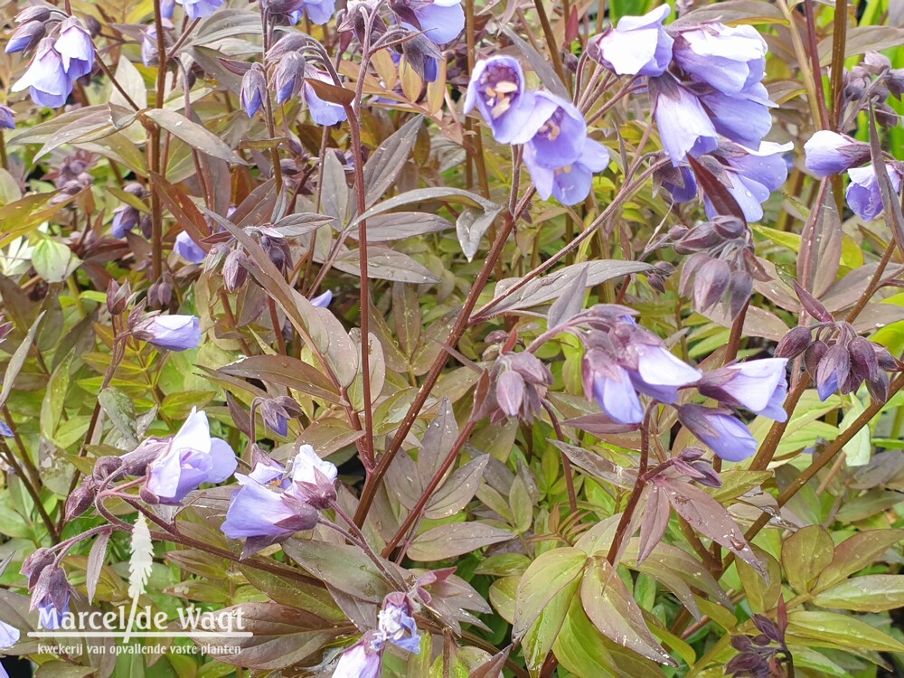 Polemonium Heaven Scent