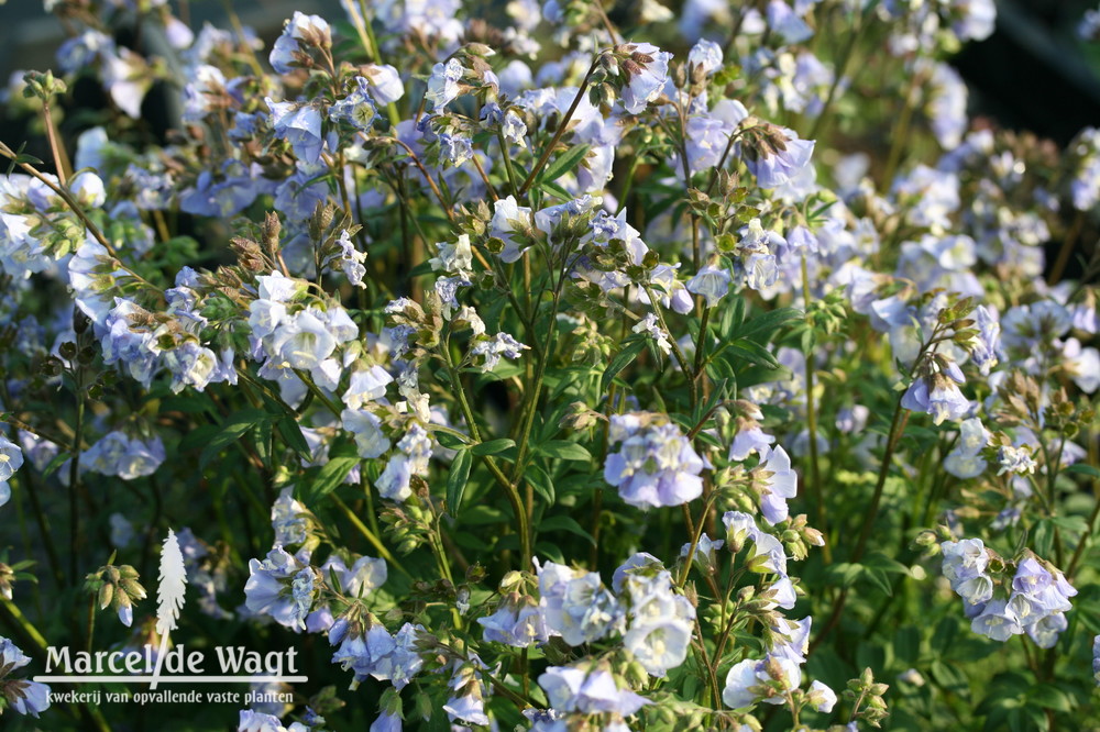 Polemonium Sonia's Bluebell