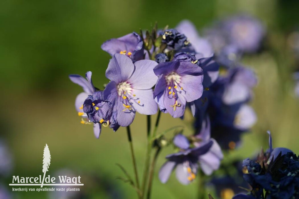 Polemonium yezoense Purple Rain