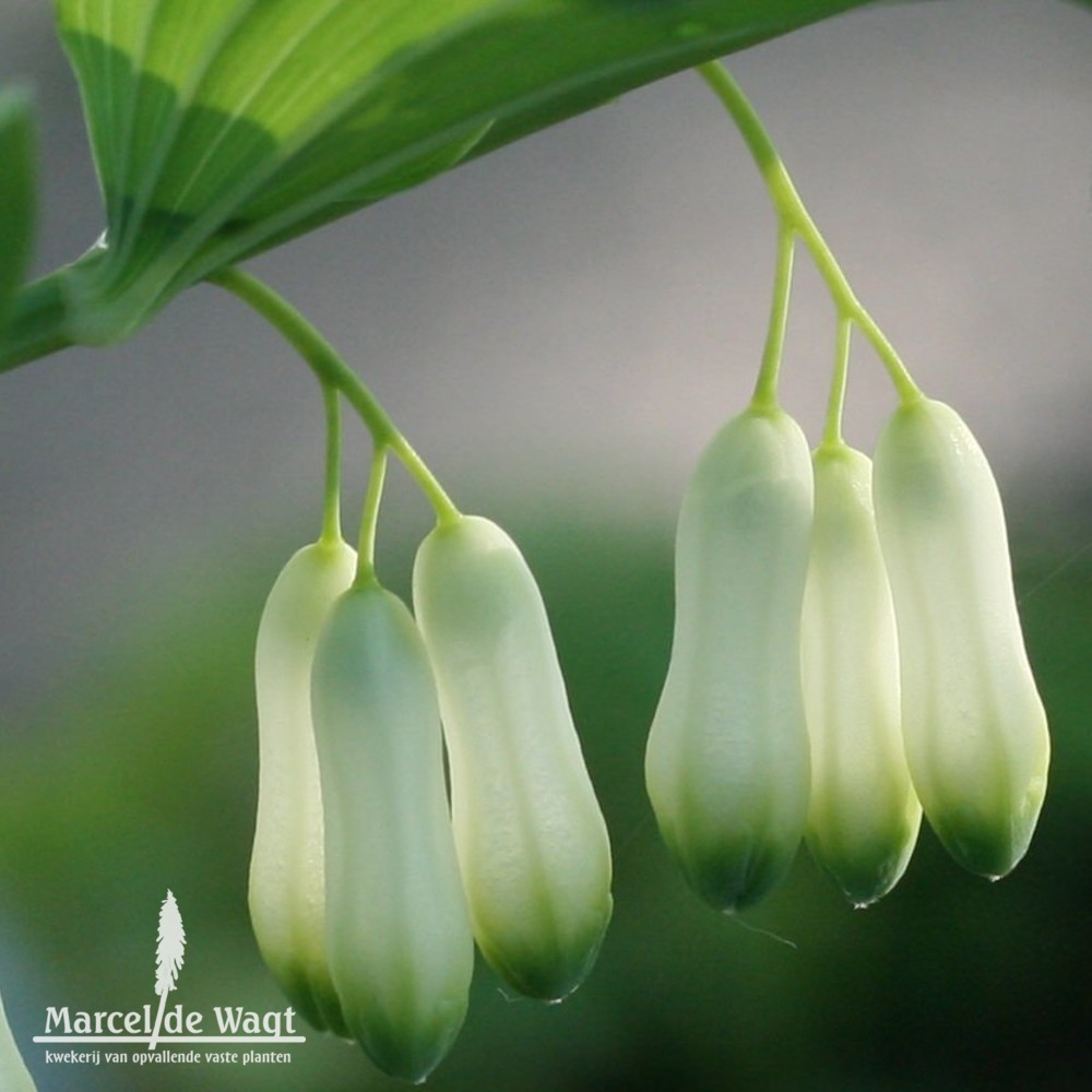 Polygonatum hybridum Weihenstephan