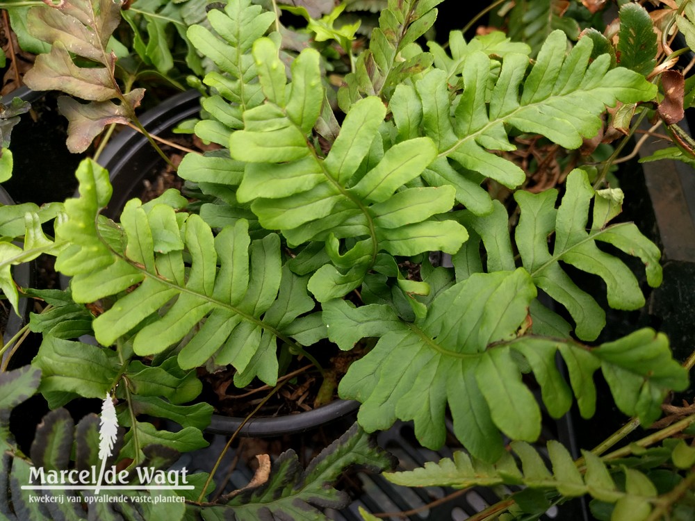 Polypodium vulgare