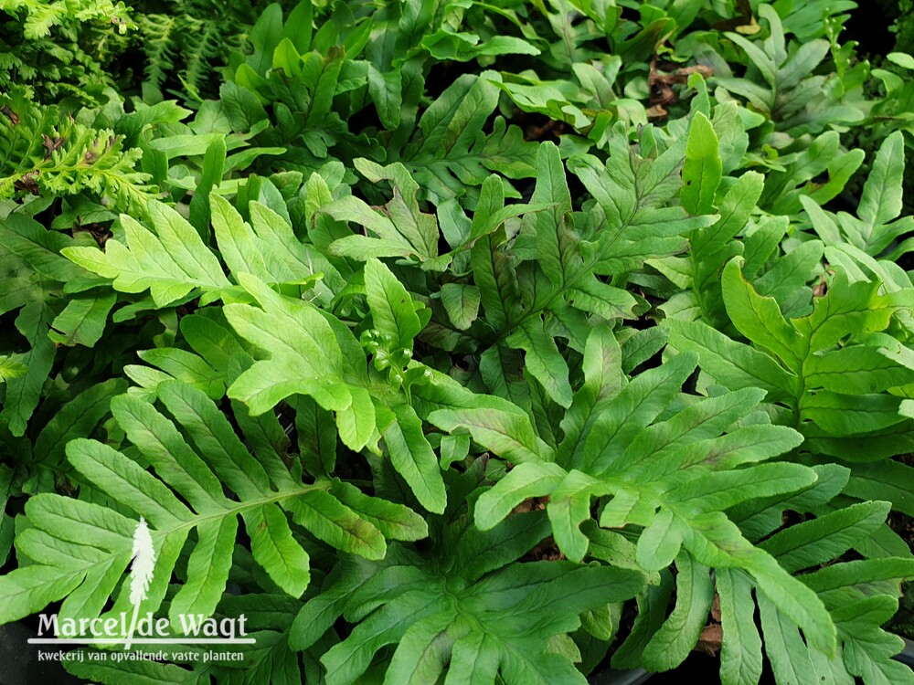 Polypodium Whitley Giant