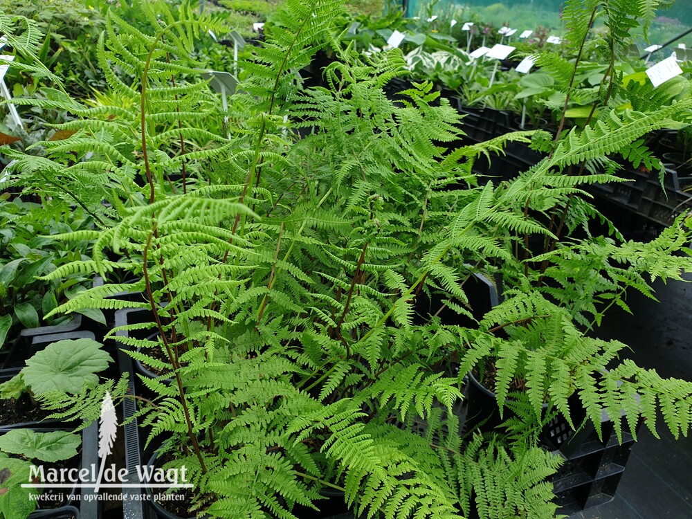 Polystichum polyblepharum