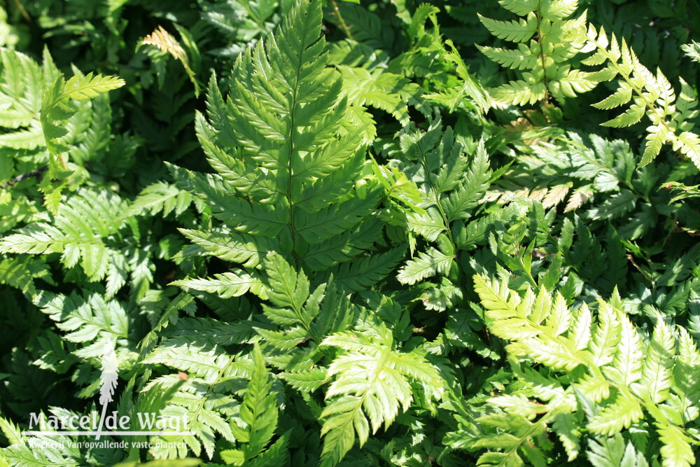 Polystichum rigens