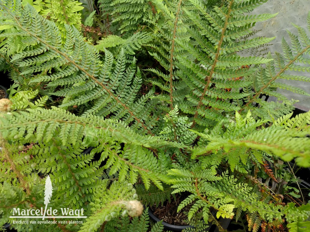 Polystichum setiferum Herrenhausen