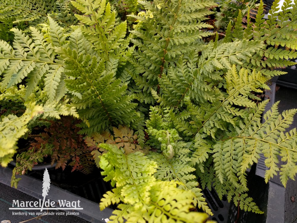 Polystichum setiferum Plumosum