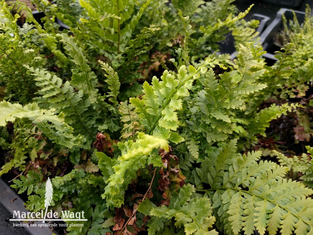 Polystichum setiferum Wollastonii