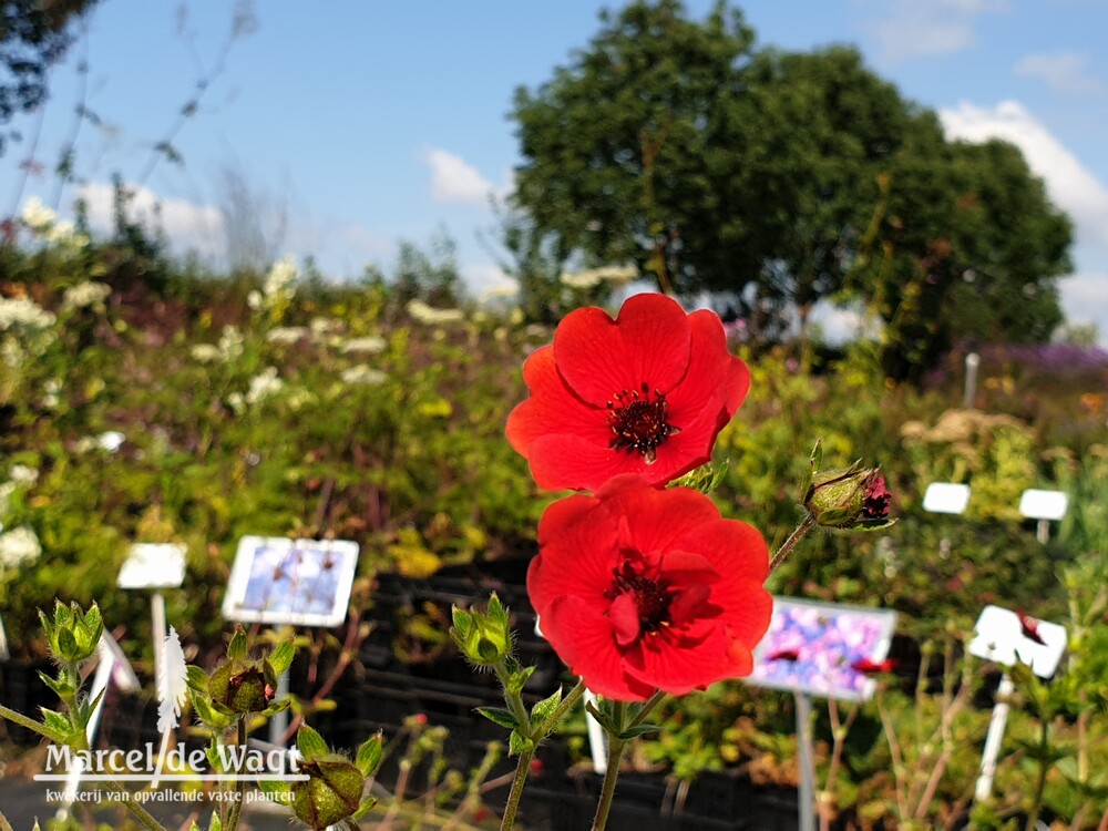 Potentilla Flamboyant