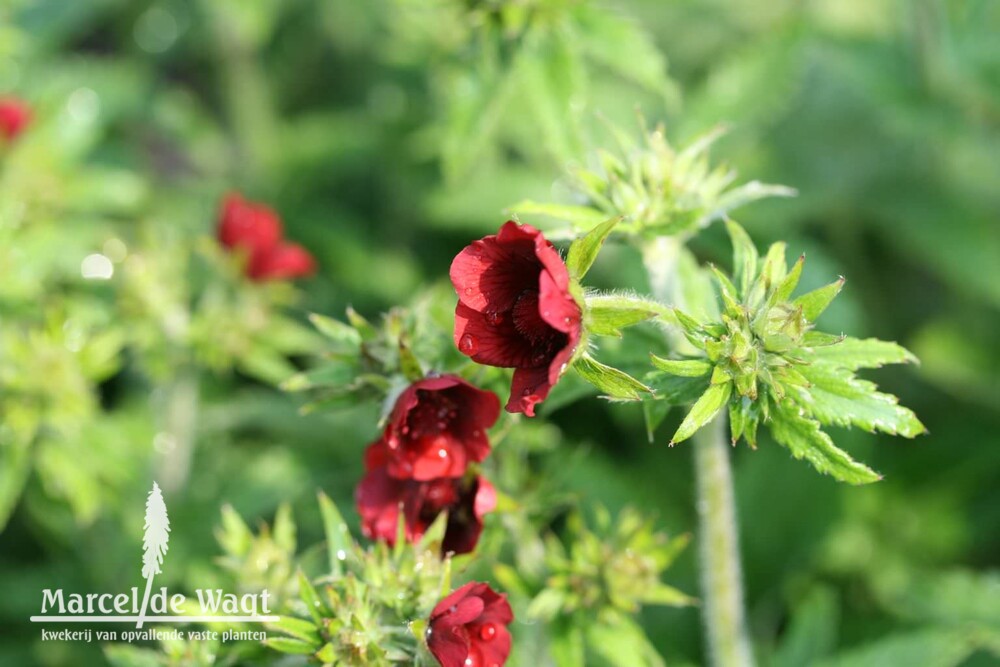 Potentilla nepalensis Monarch Velvet