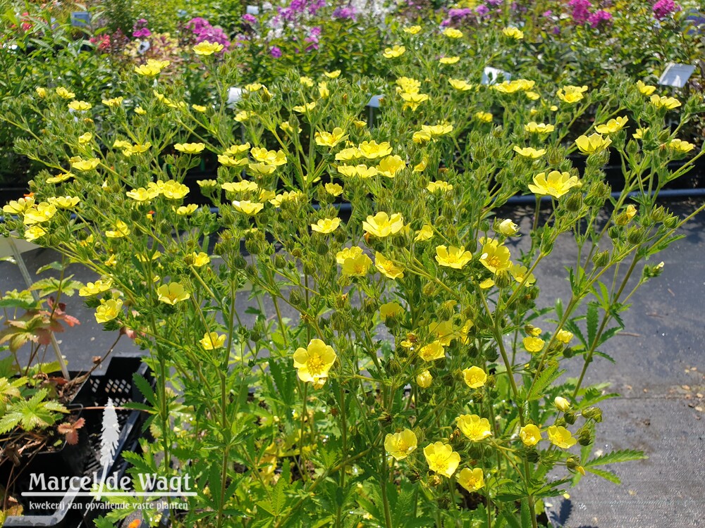 Potentilla recta