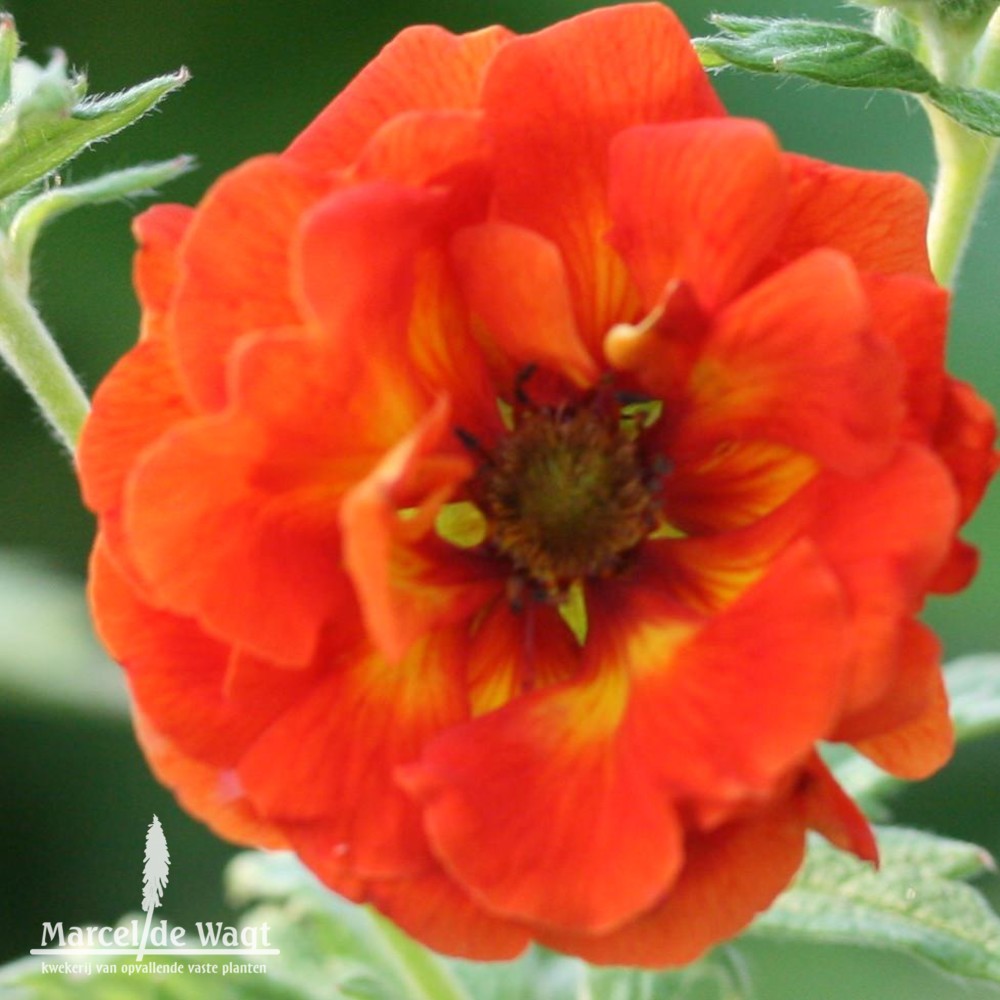 Potentilla William Rollisson