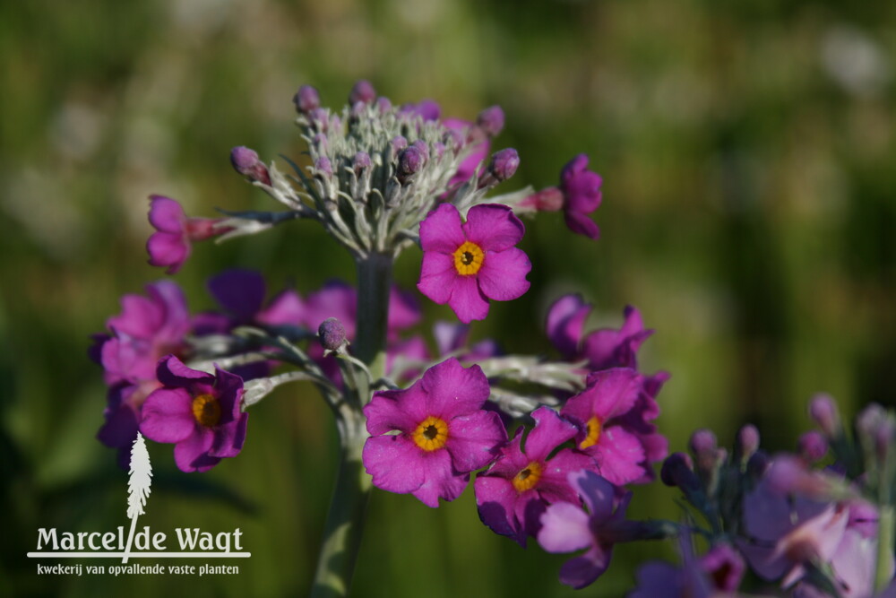 Primula beesiana