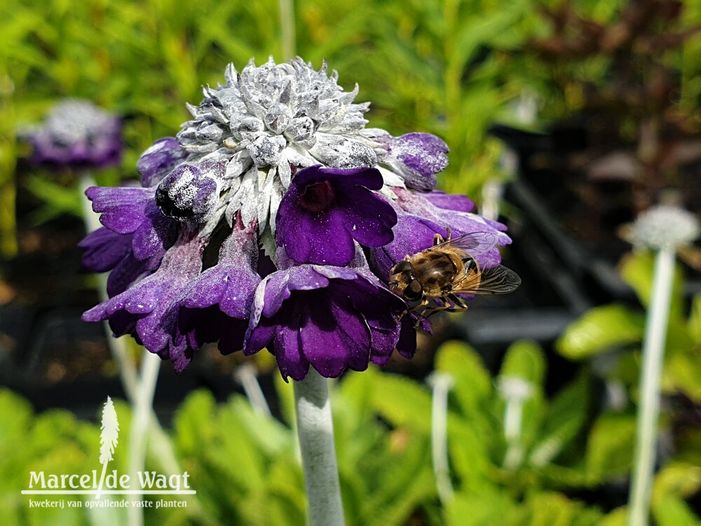Primula capitata Salvana