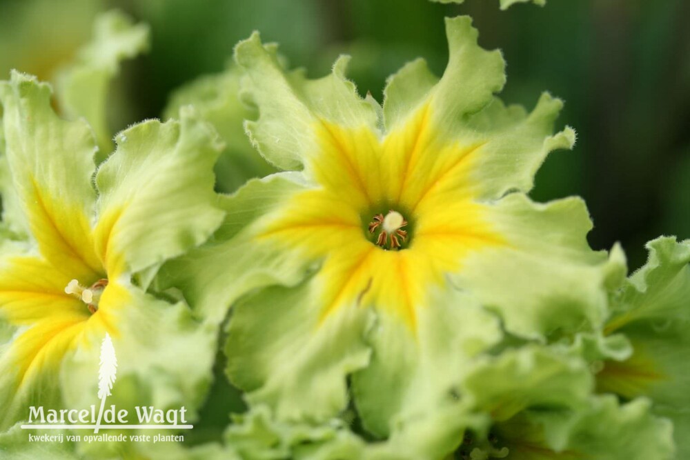 Primula Francisca