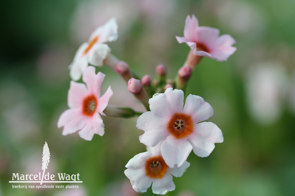 Primula japonica Appleblossom