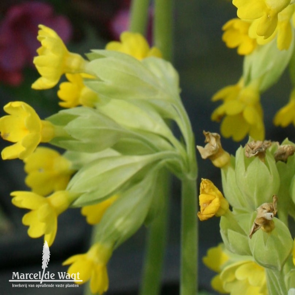 Primula veris