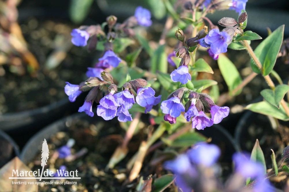 Pulmonaria Blue Ensign