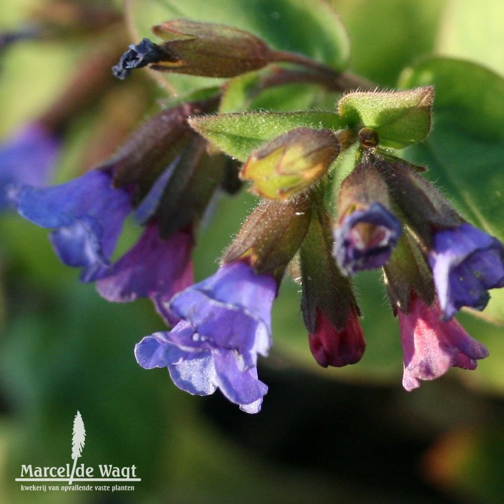 Pulmonaria dacica Azurea