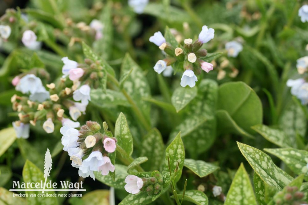 Pulmonaria Opal