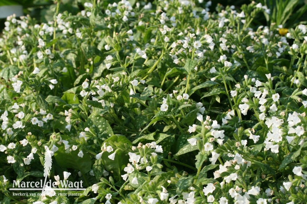 Pulmonaria saccharata Sissinghurst White