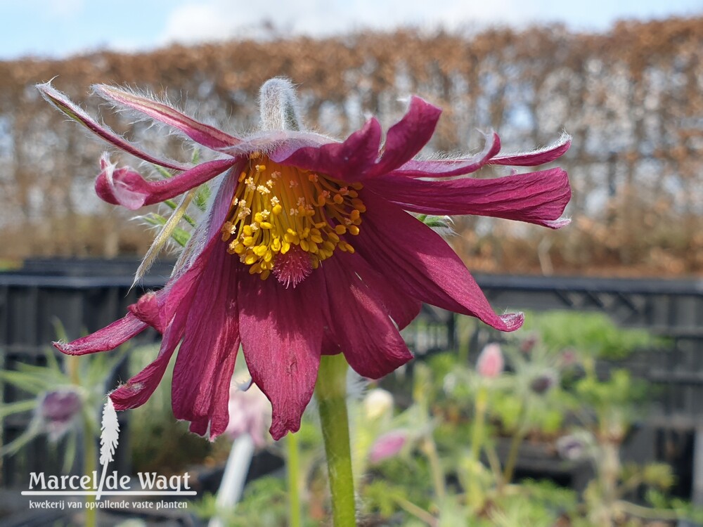 Pulsatilla vulgaris Papageno