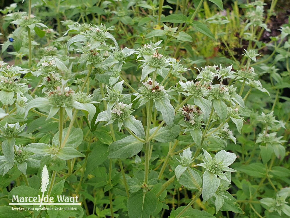 Pycnanthemum multicum