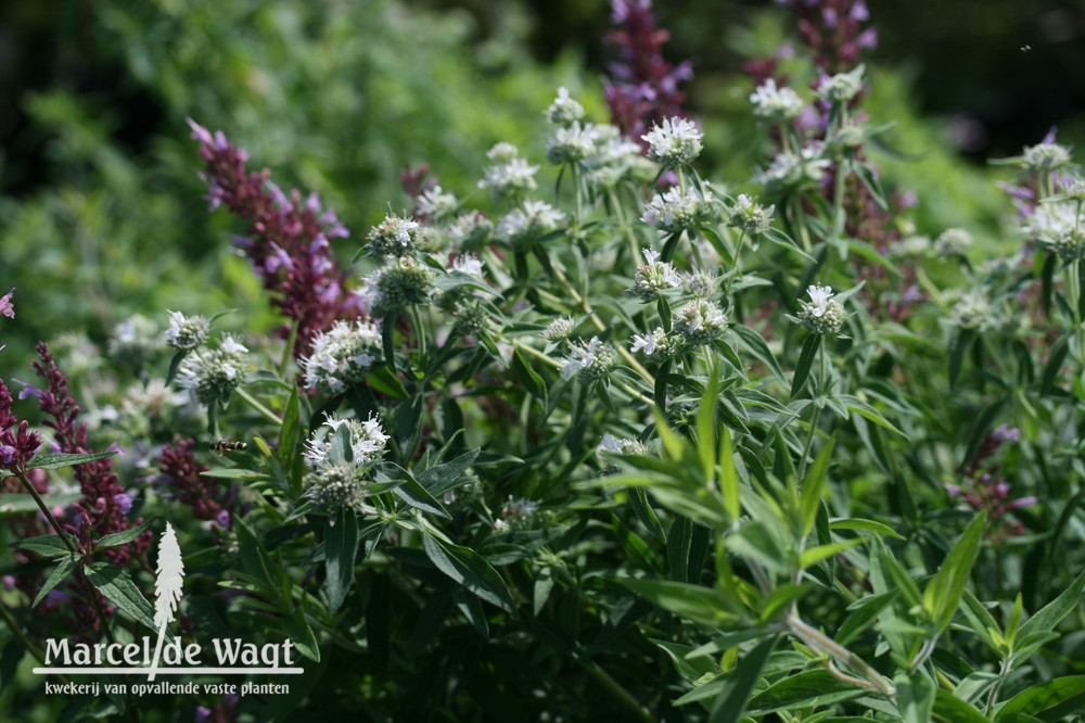 Pycnanthemum pilosum