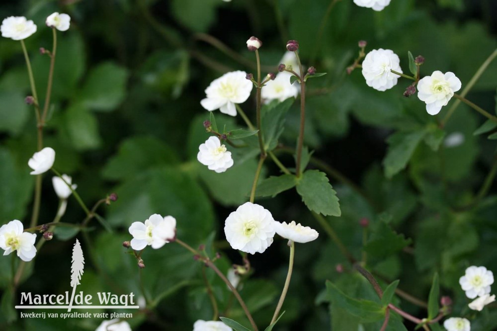 Ranunculus aconitifolius Flore Pleno