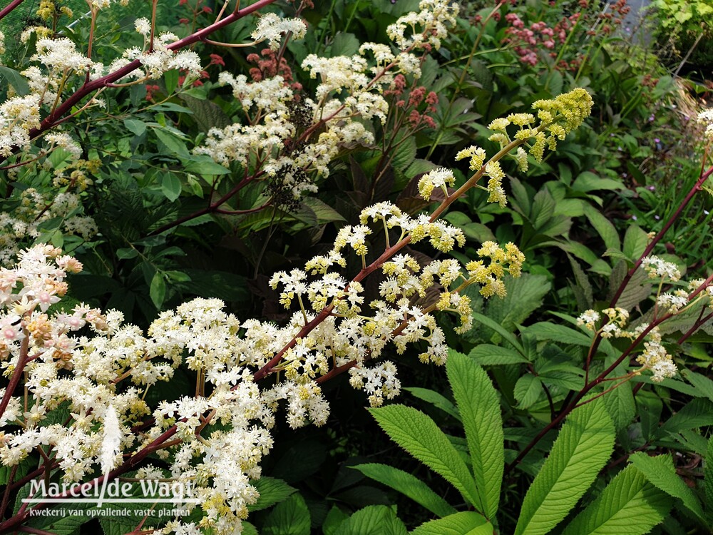 Rodgersia sambucifolia Rotstiel