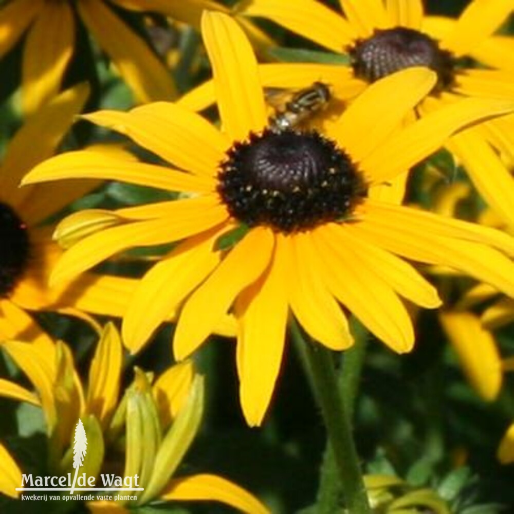 Rudbeckia fulgida deamii