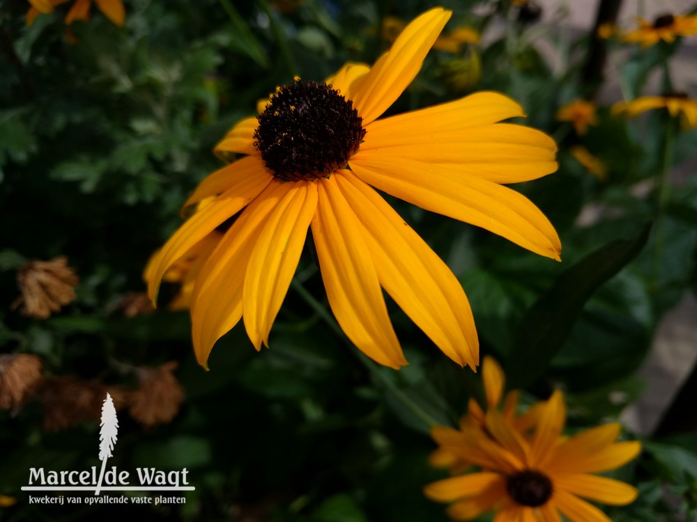 Rudbeckia fulgida Early Bird Gold