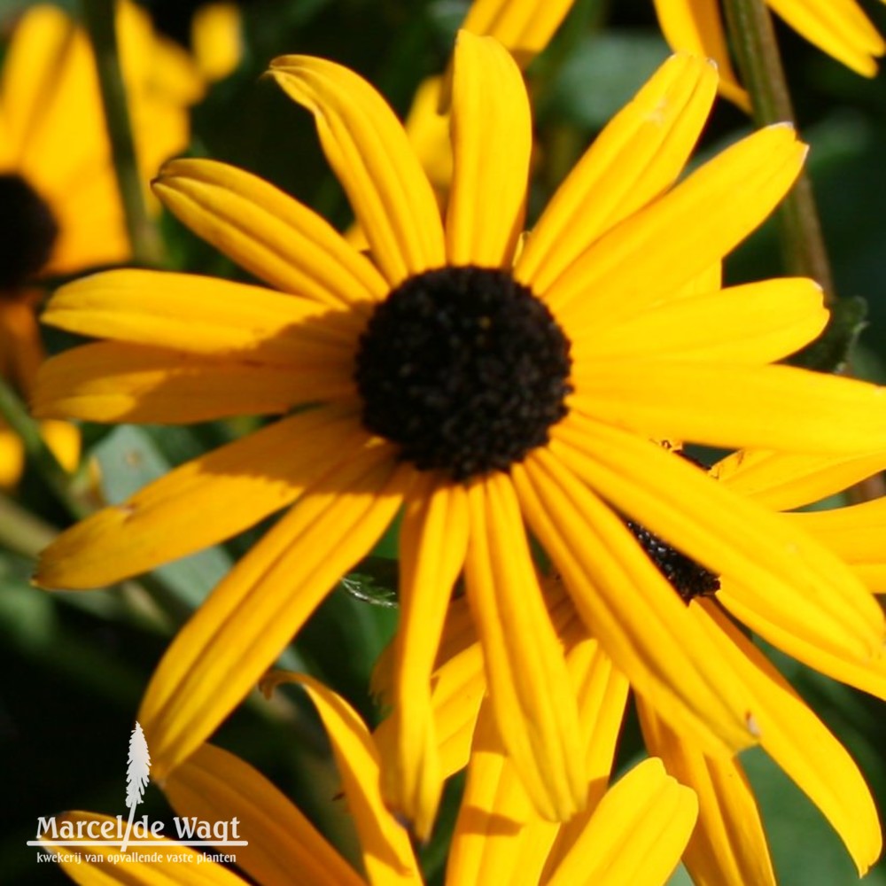 Rudbeckia fulgida Goldsturm