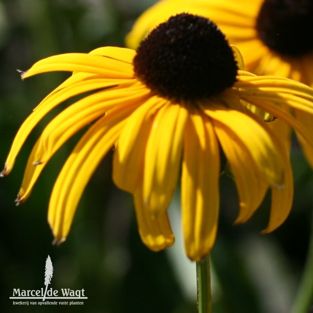 Rudbeckia fulgida speciosa