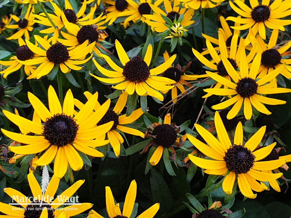 Rudbeckia fulgida Sun Ka Ching