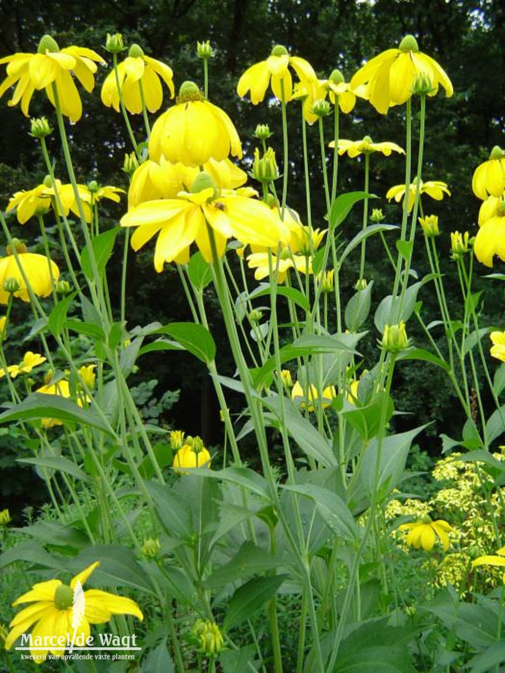 Rudbeckia nitida Herbstsonne