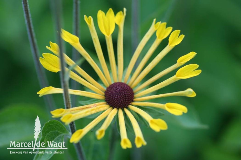 Rudbeckia subtomentosa Henri Eilers