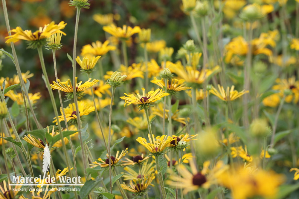 Rudbeckia subtomentosa Little Henri