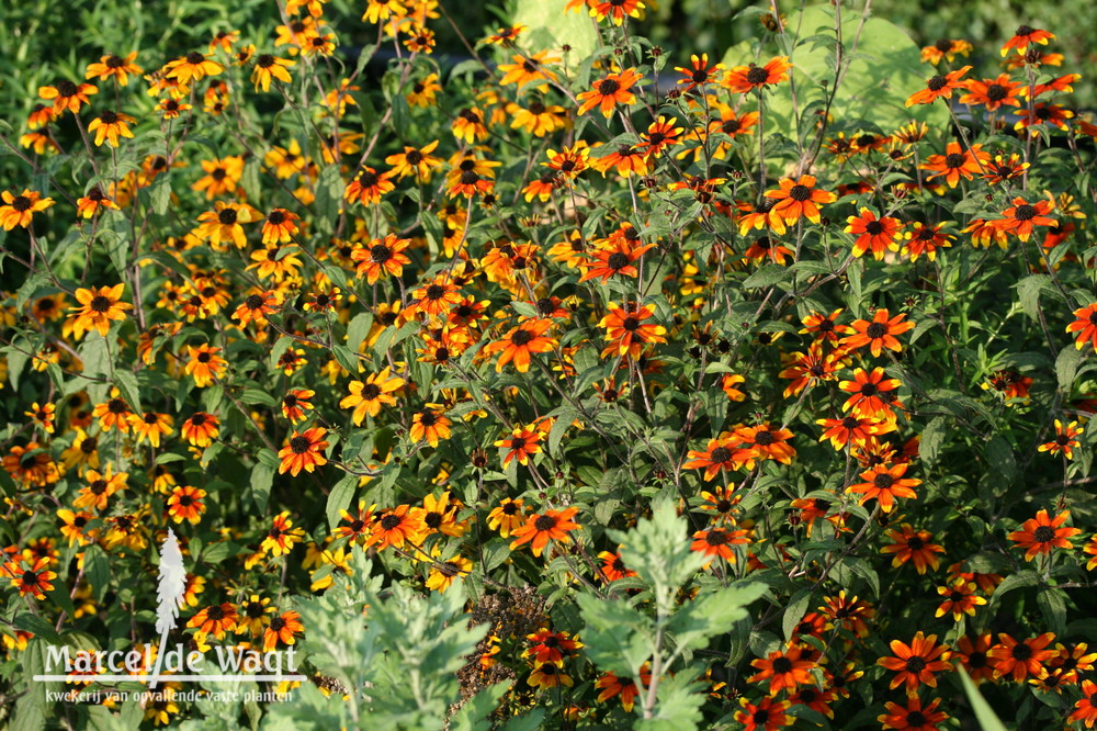 Rudbeckia triloba Prairie Glow