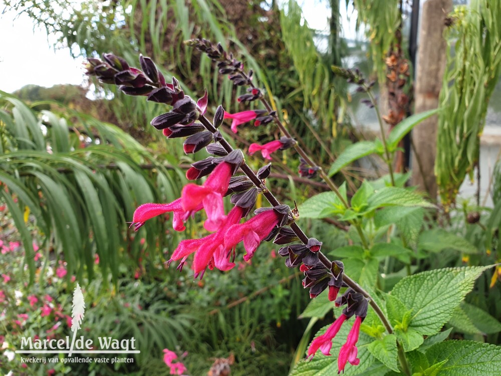 Salvia Amante