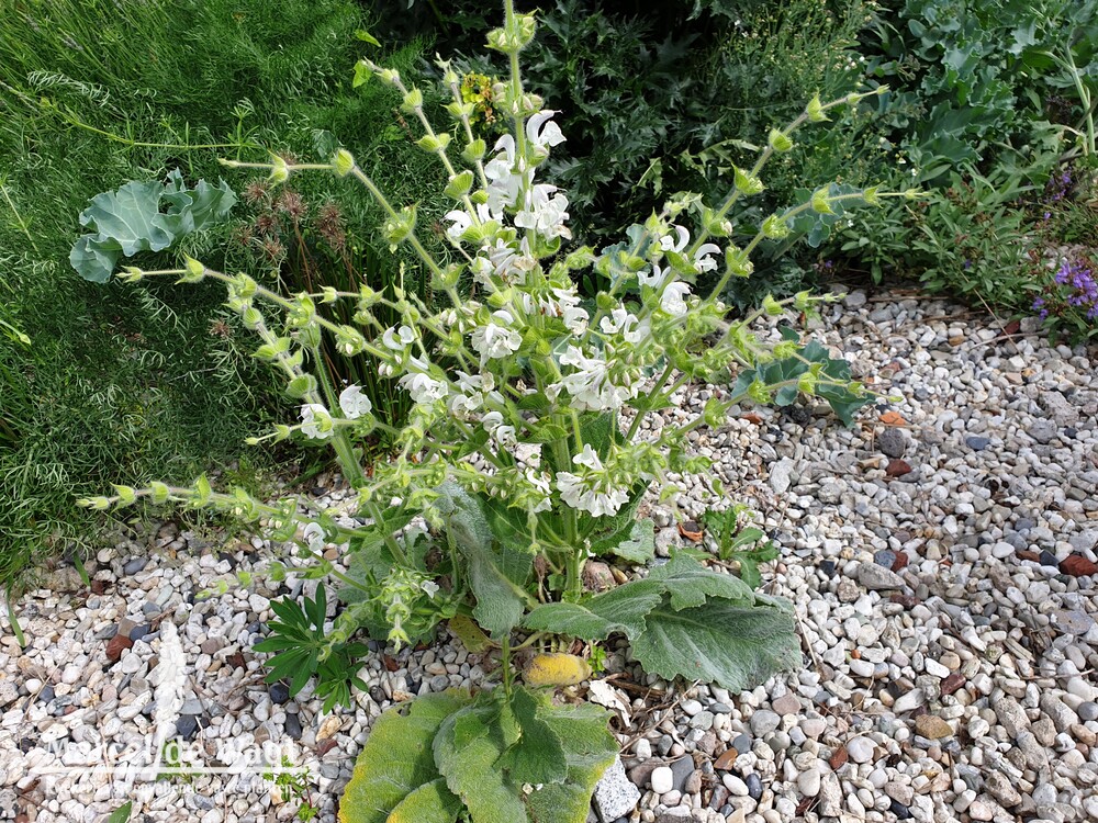 Salvia austriaca