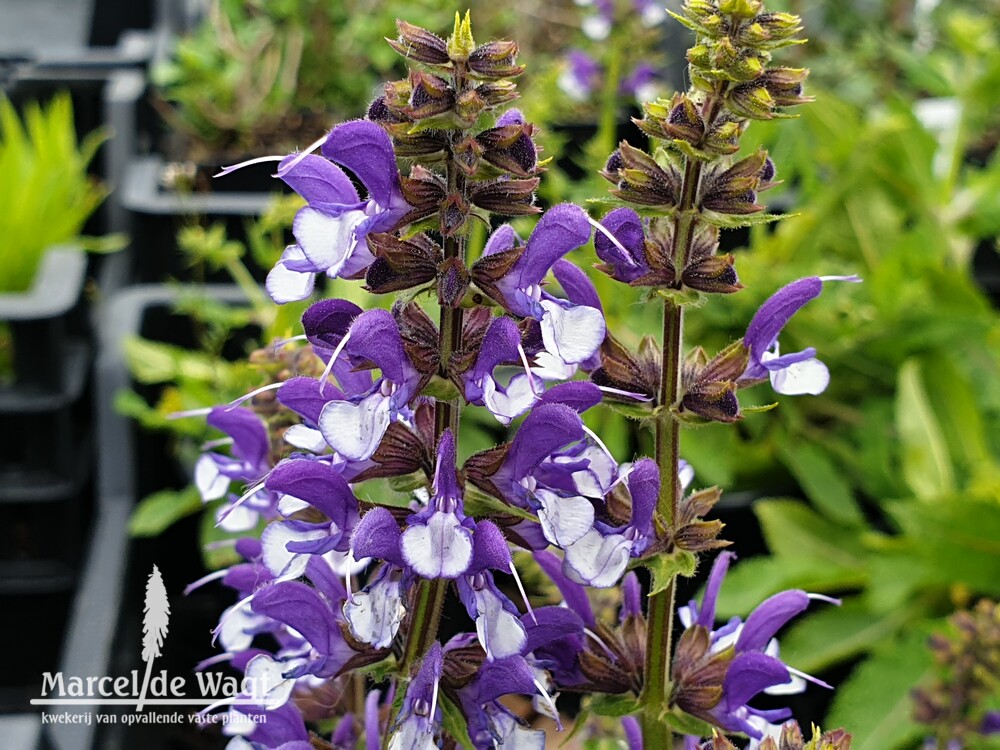 Salvia Azure Snow