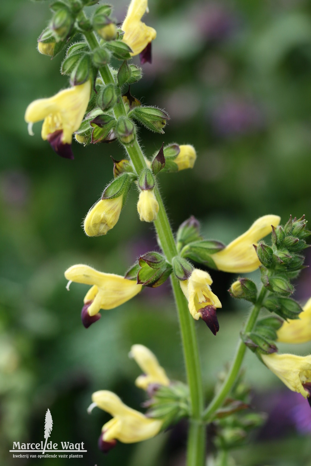 Salvia bulleyana