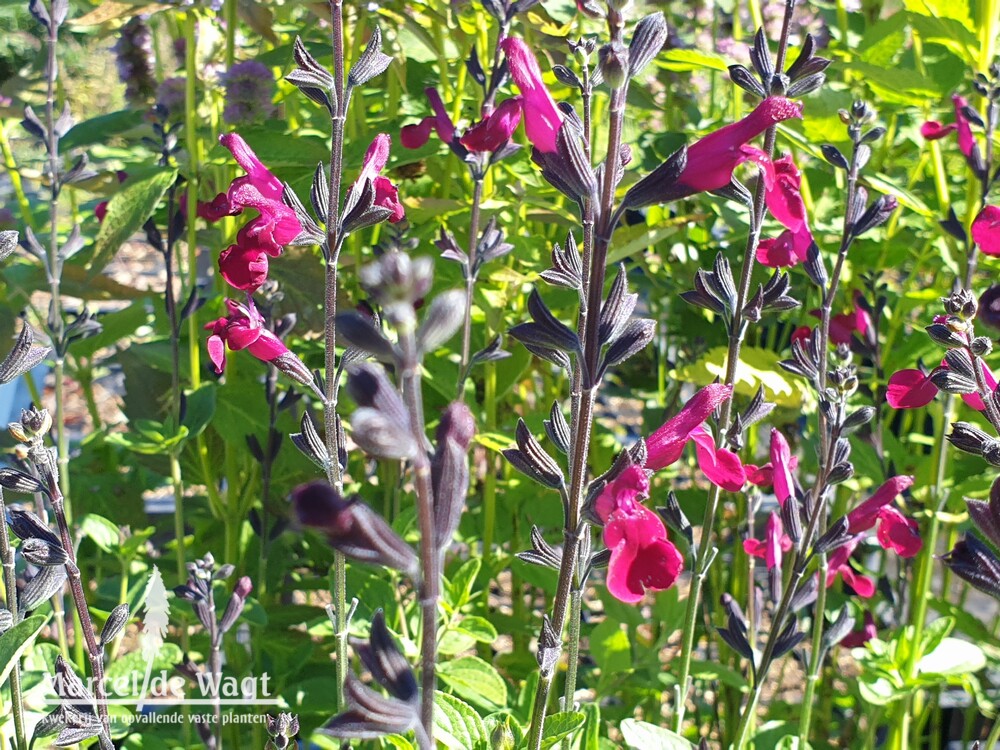 Salvia Dark Red Dream