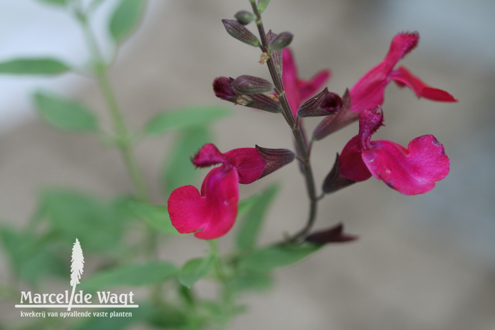 Salvia greggii Silas Dyson