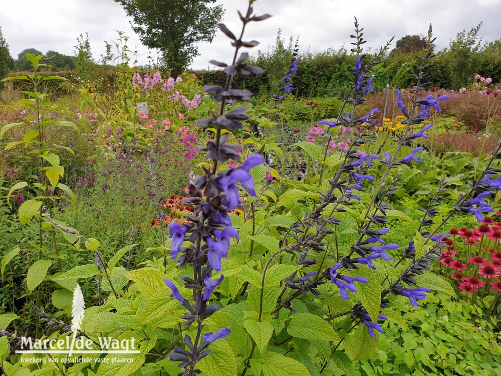 Salvia guaranitica Carine's Amazing Blue