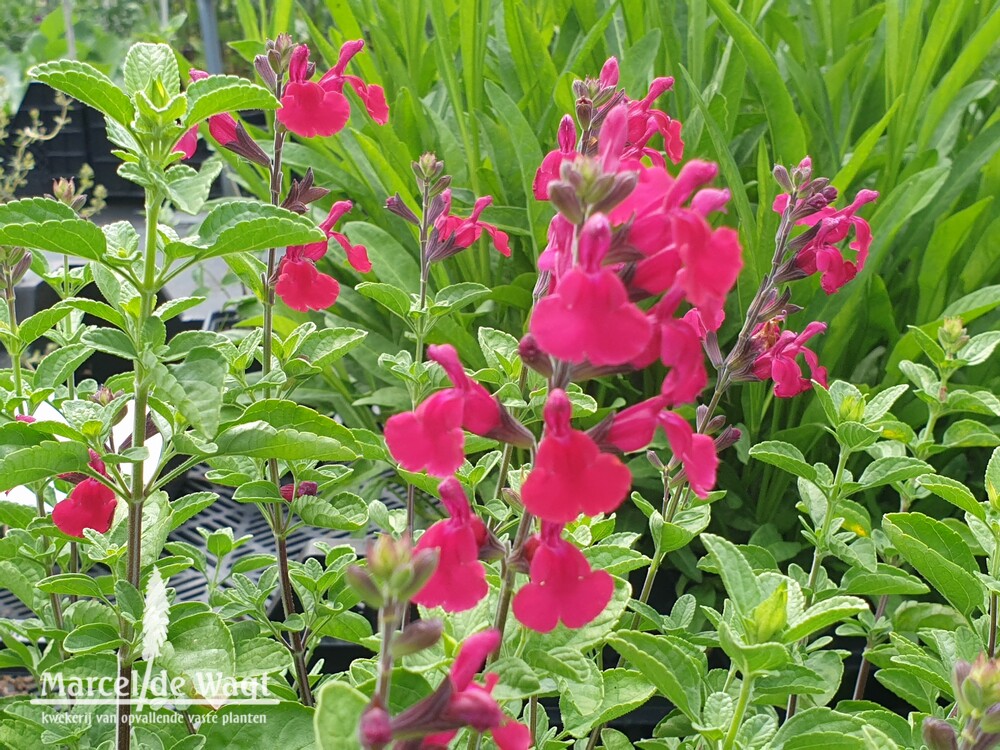 Salvia Heatwave Blaze